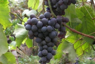 Восторг черный является гибридным сортом винограда, выведенным сравнительно недавно